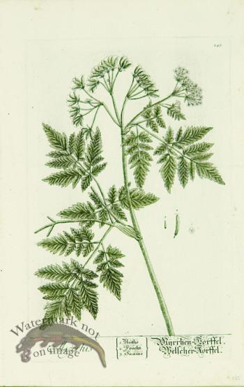 Blackwell German 083